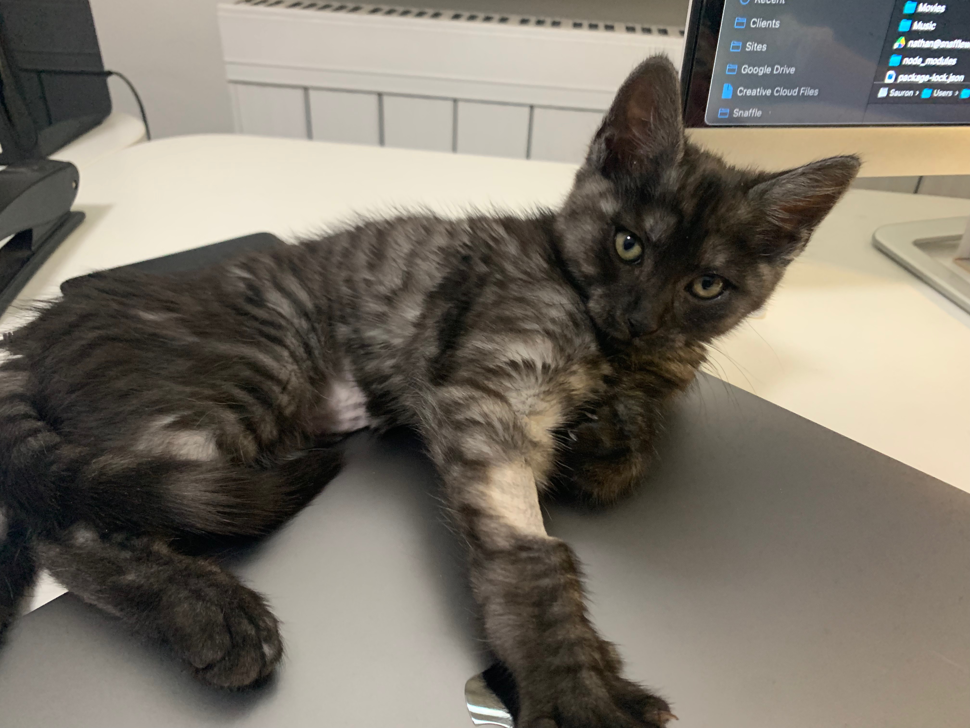 smokey-on-laptop.jpeg